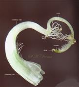  Pistil and Stamens
